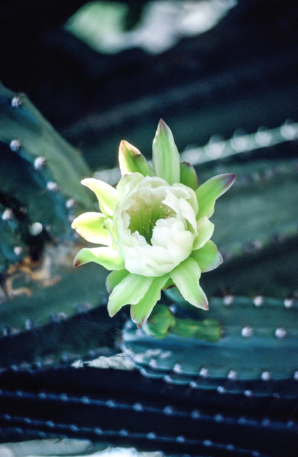 Free Image of Cactus Flower 