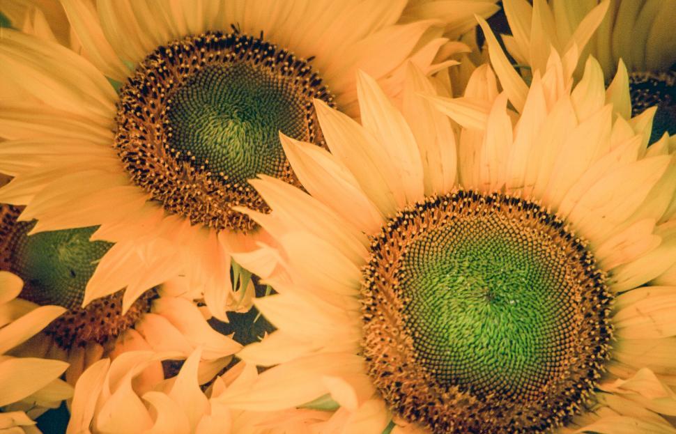 Free Image of Sunflowers 