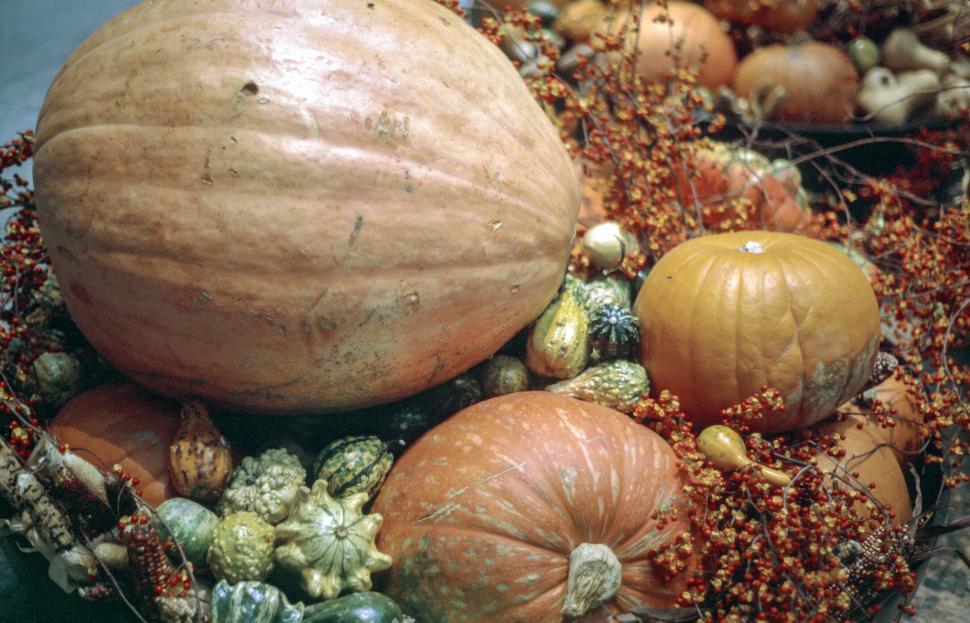 Free Image of Pumpkins - Fall arrangement 