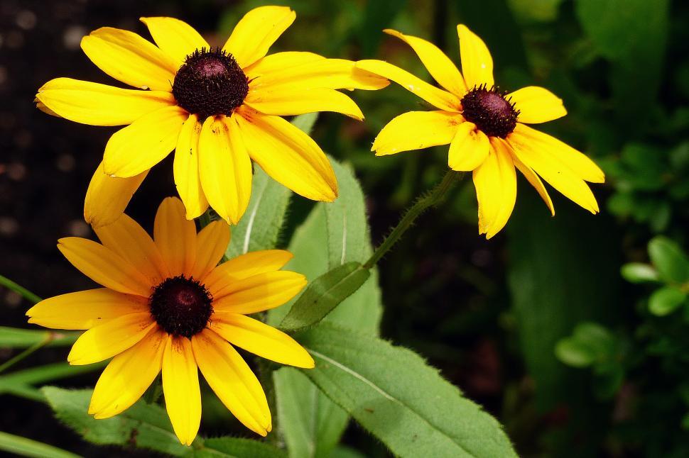 Free Image of Black-Eyed Susan Flowers 