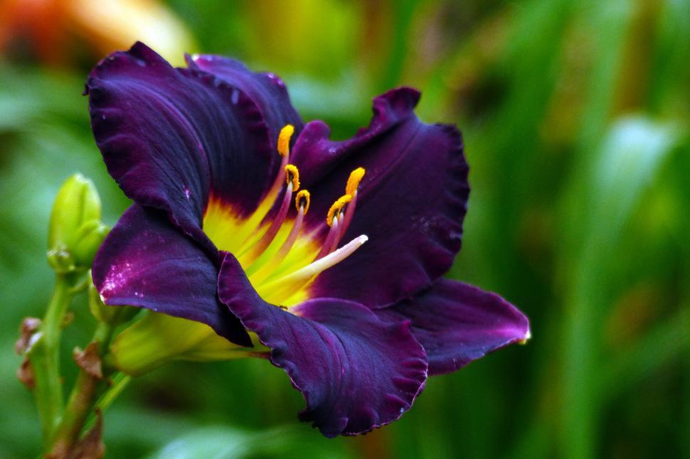 Free Image of Day Lily  H. Cinderella  Flower 