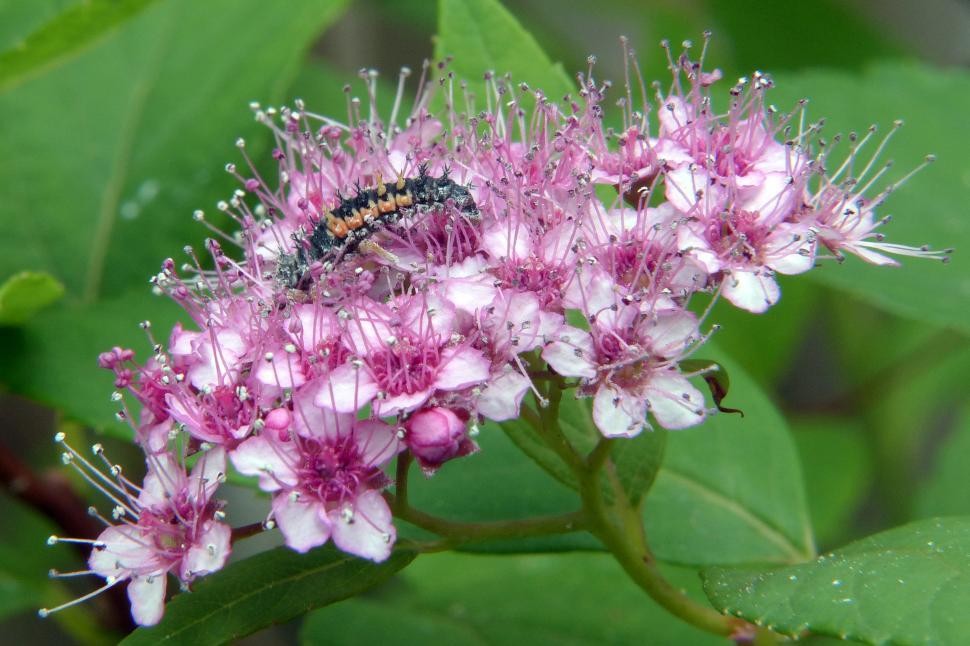Free Image of Spirea Flower and Bug 