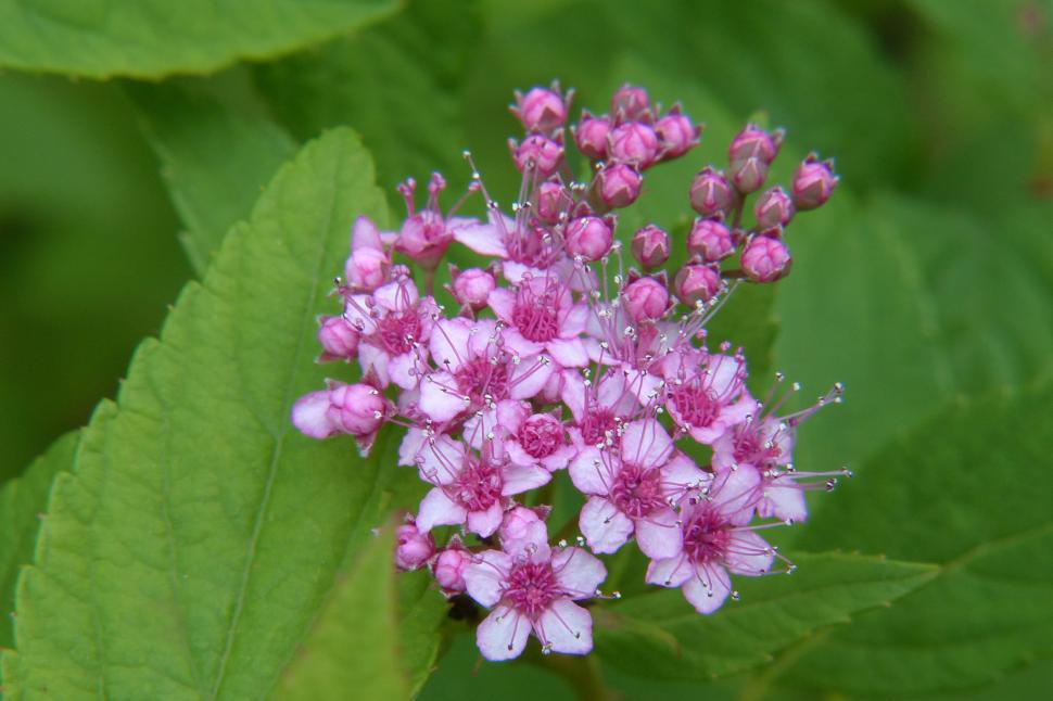 Free Image of Spirea Flower Cluster 