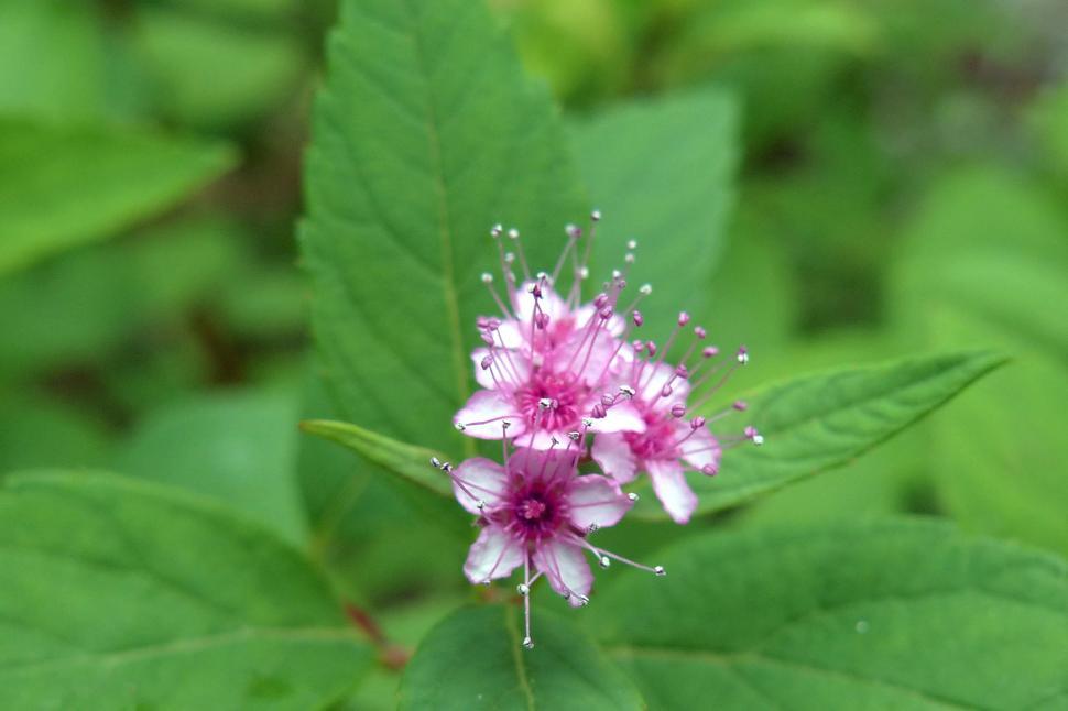 Free Image of Spirea Tiny Blooms  