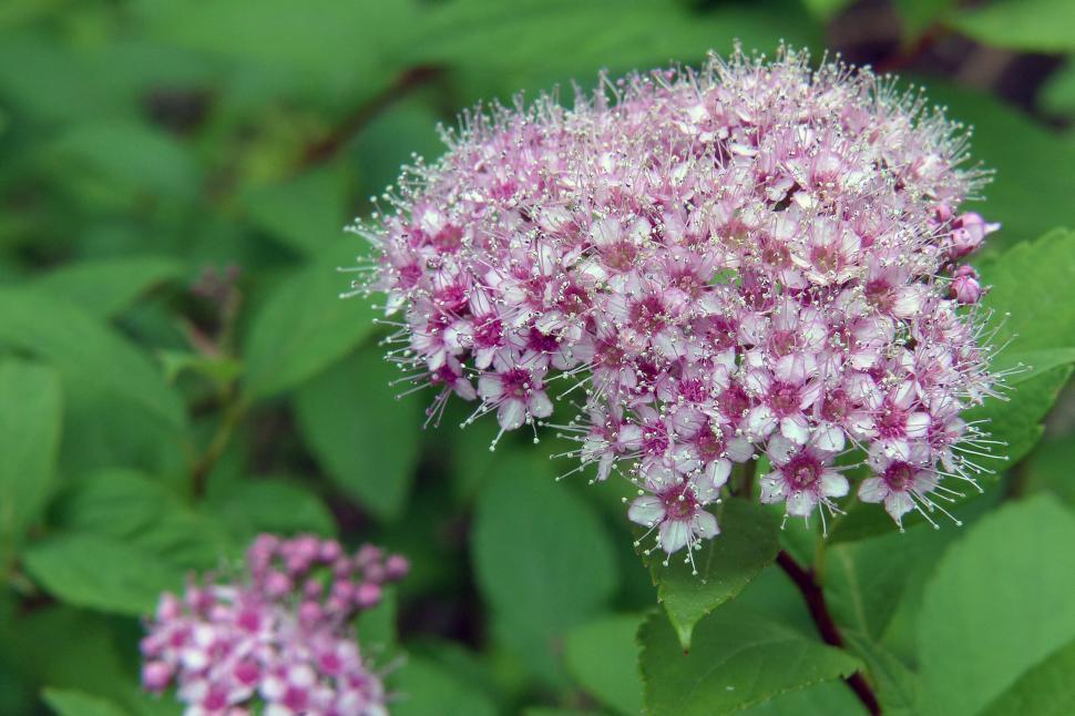 Free Image of Spirea Blooms Closeup 