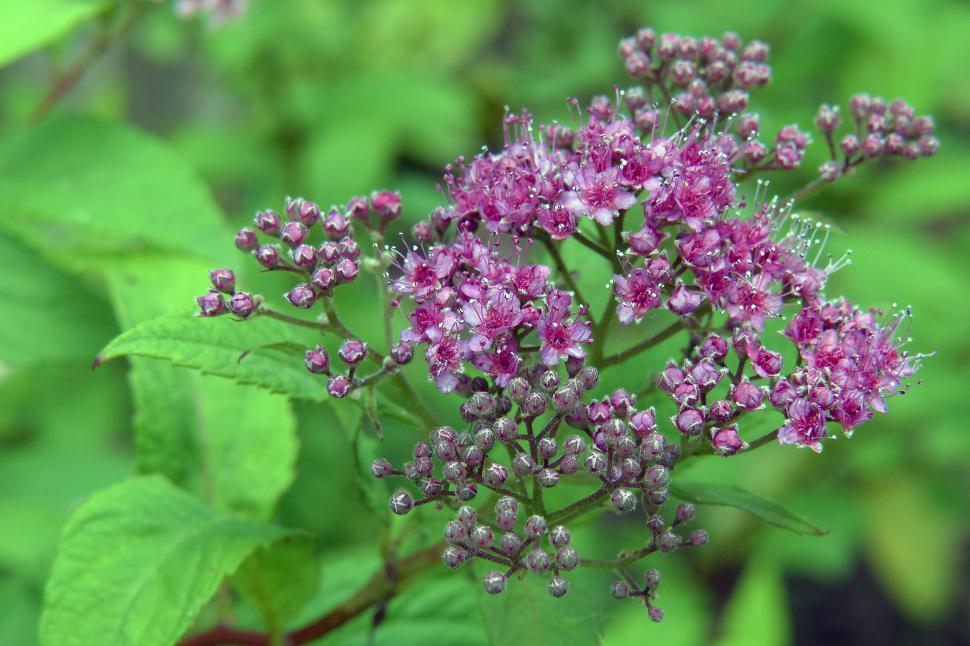 Free Image of Spirea Blooms in cluster 