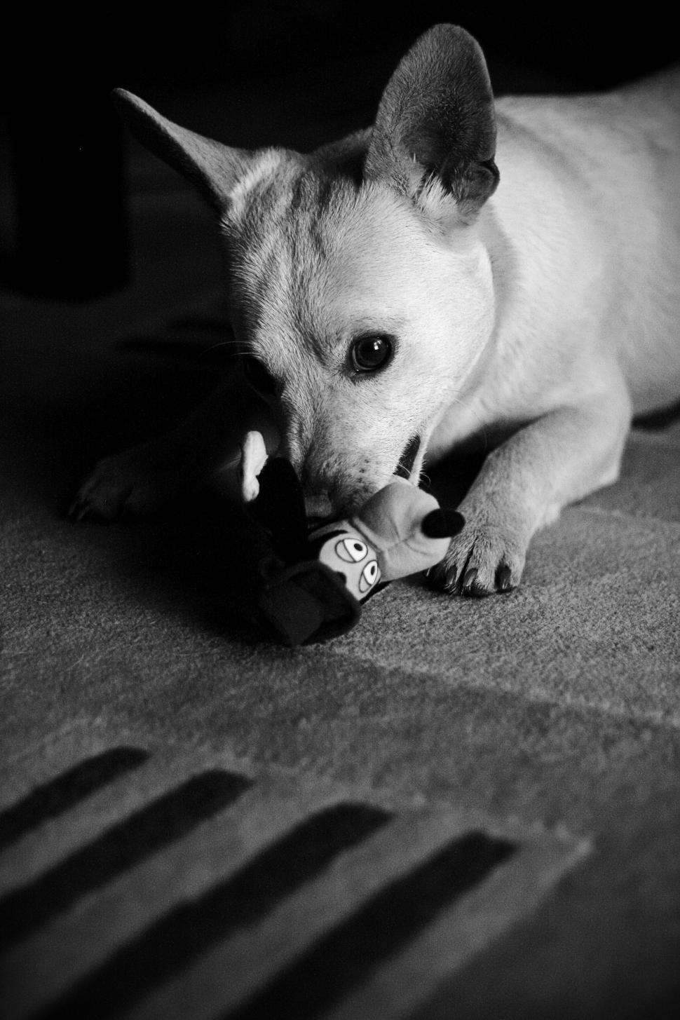 Free Image of Dog Chewing Toy on Floor 
