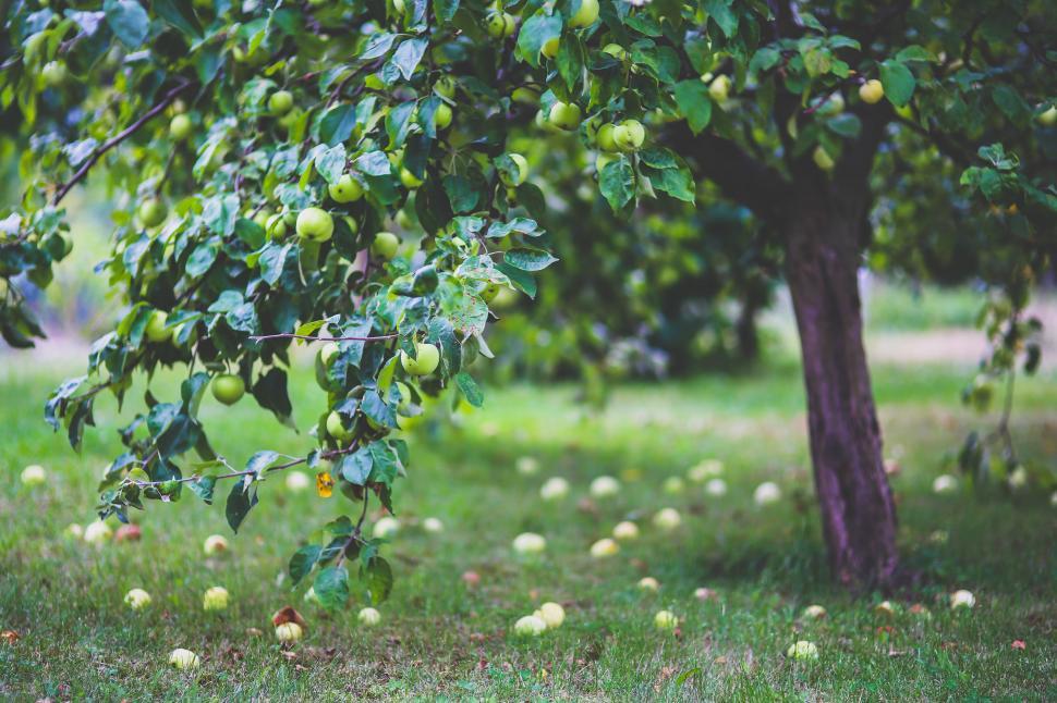 Free Image of Tree With Abundant Green Apples 