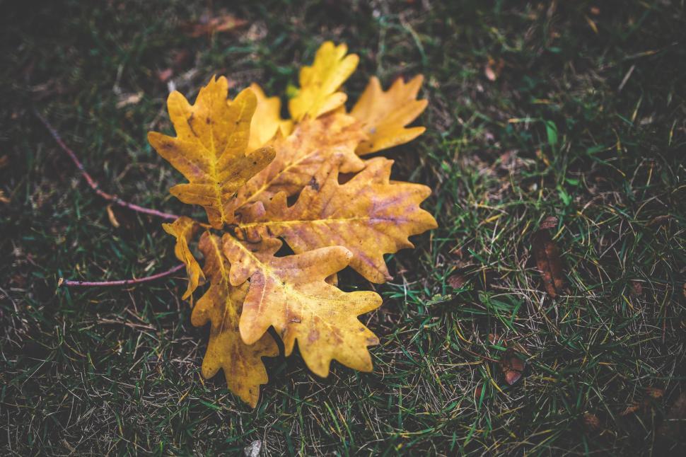 Free Image of Fallen Leaf in Grass 