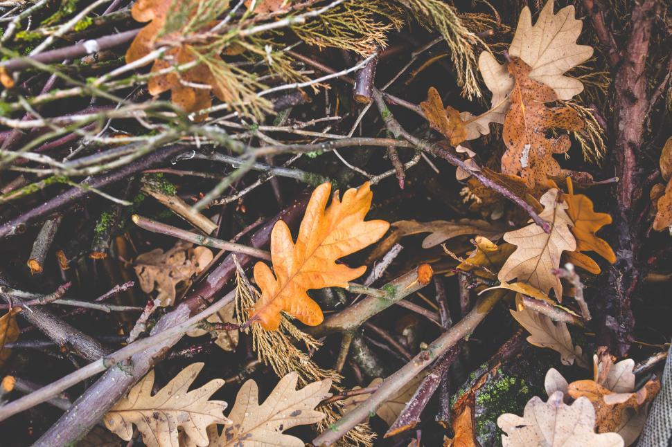 Free Image of Piles of Fallen Leaves on the Ground 