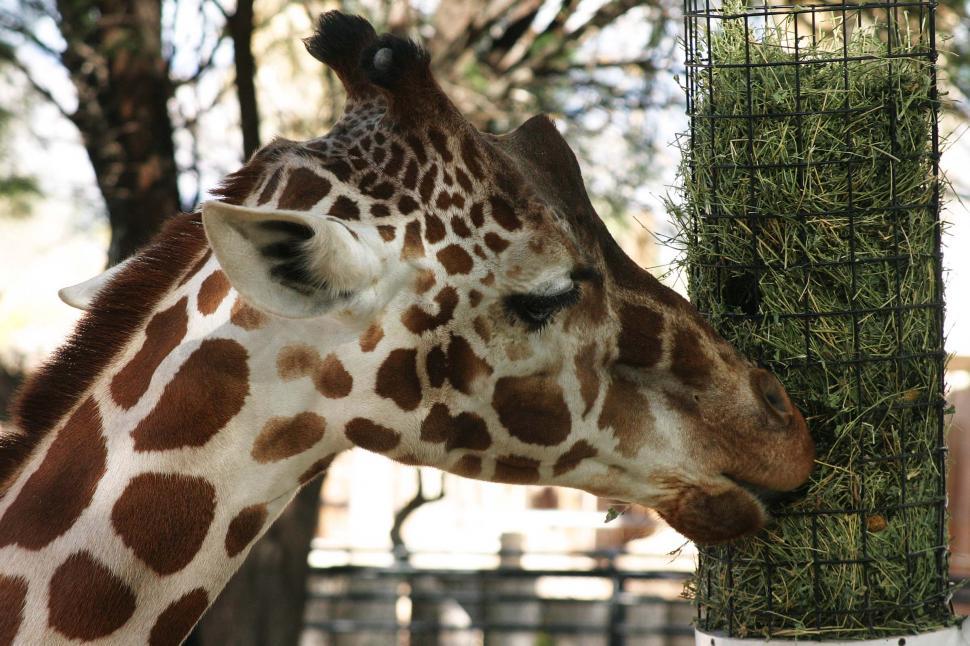 Free Image of Giraffe Eating Grass From Feeder 