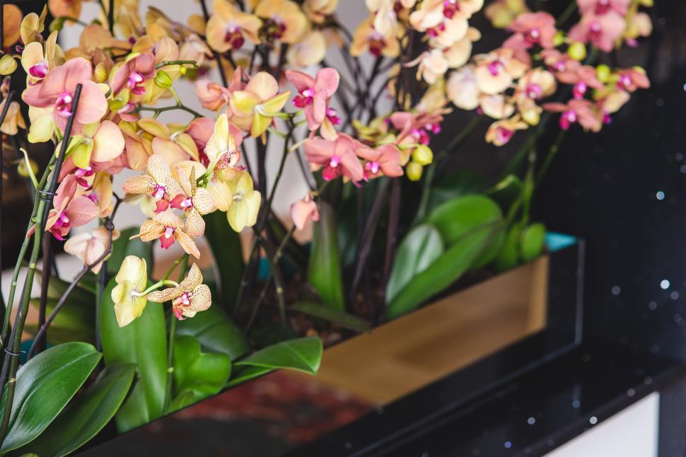 Free Image of Assorted Flowers Arranged in a Vase 