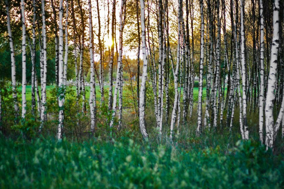Free Image of Dense White Forest With Tall Trees 