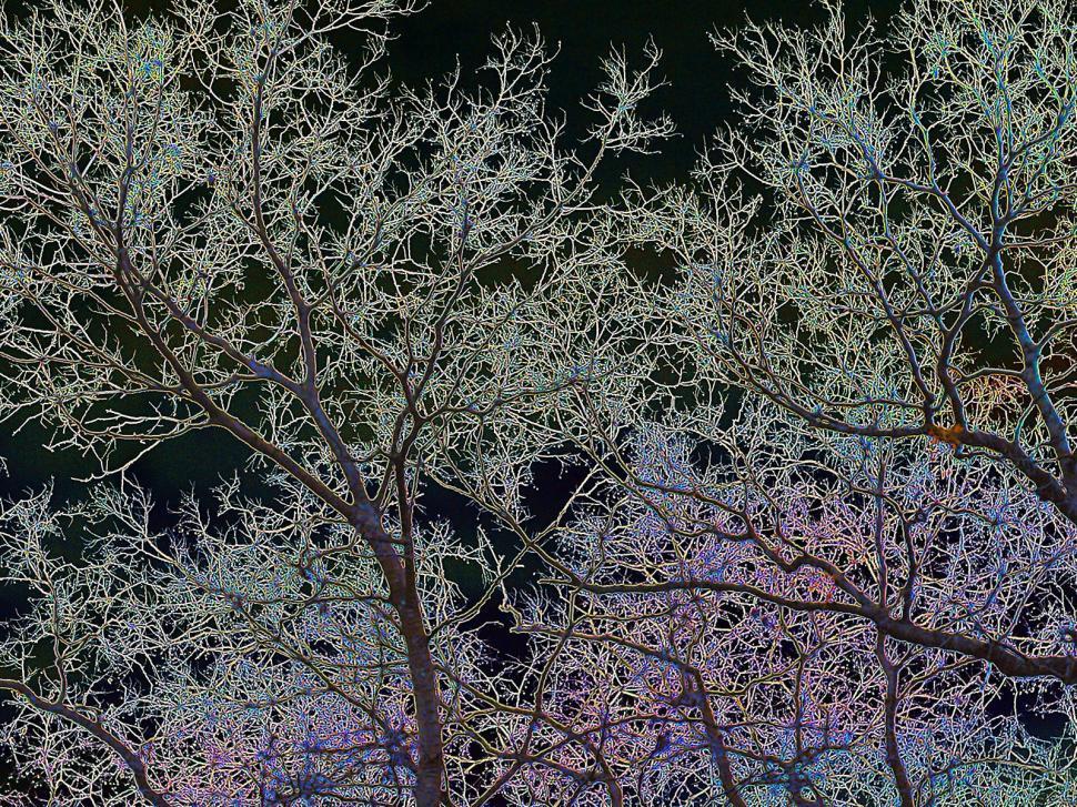 Free Image of Alien trees 