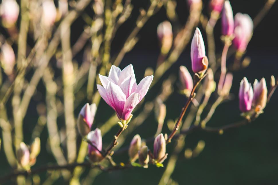 Free Image of Close Up of a Flower on a Tree 