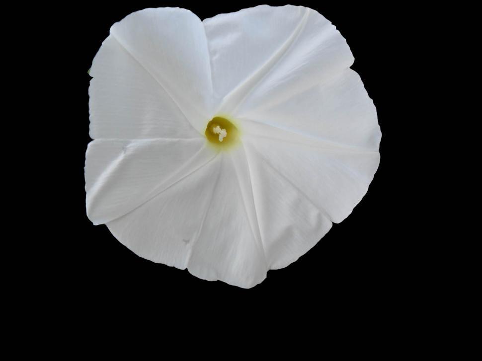 Free Image of White Morning Glory 