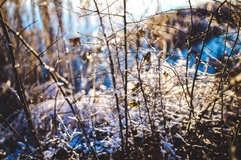 Free Image of Plants Covered in Snow 