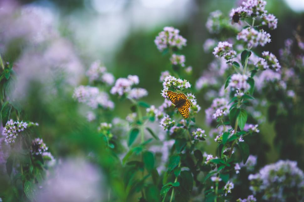 Free Image of Yellow Butterfly Resting on White Flower 