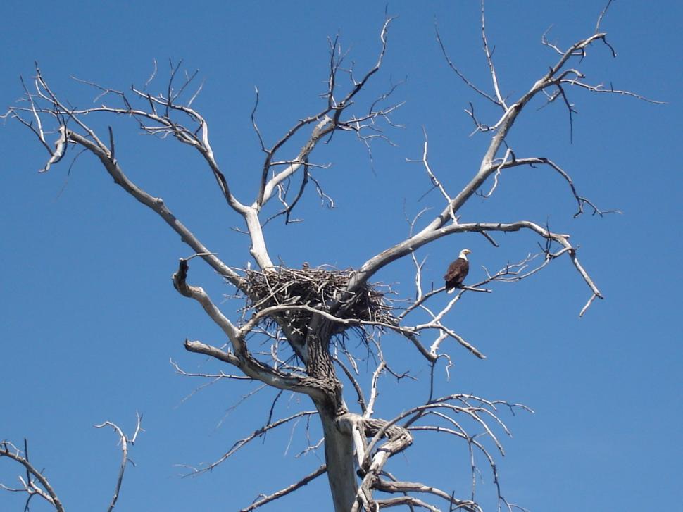 Free Image of Eagles nesting 