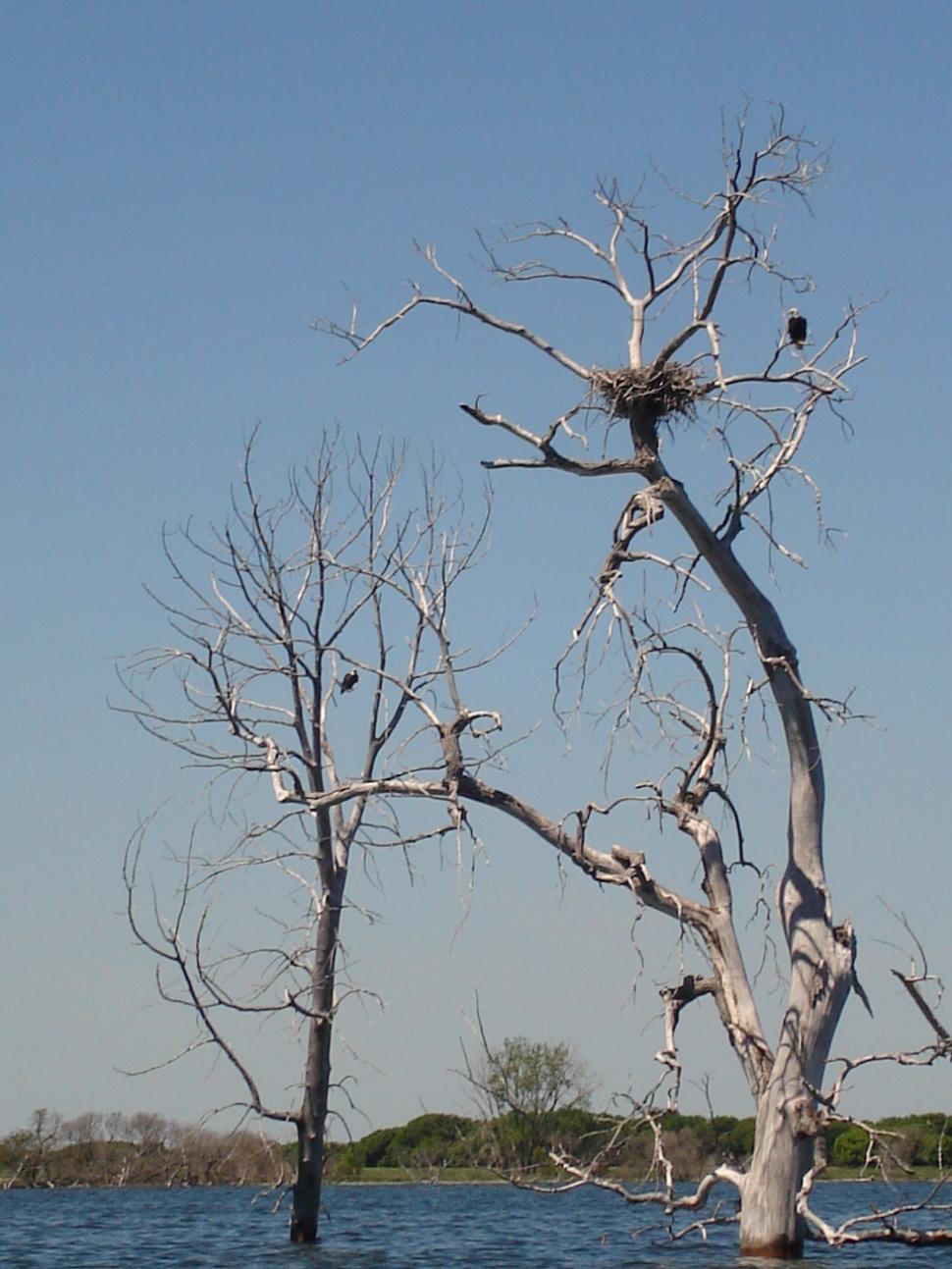 Free Image of Eagles nesting 