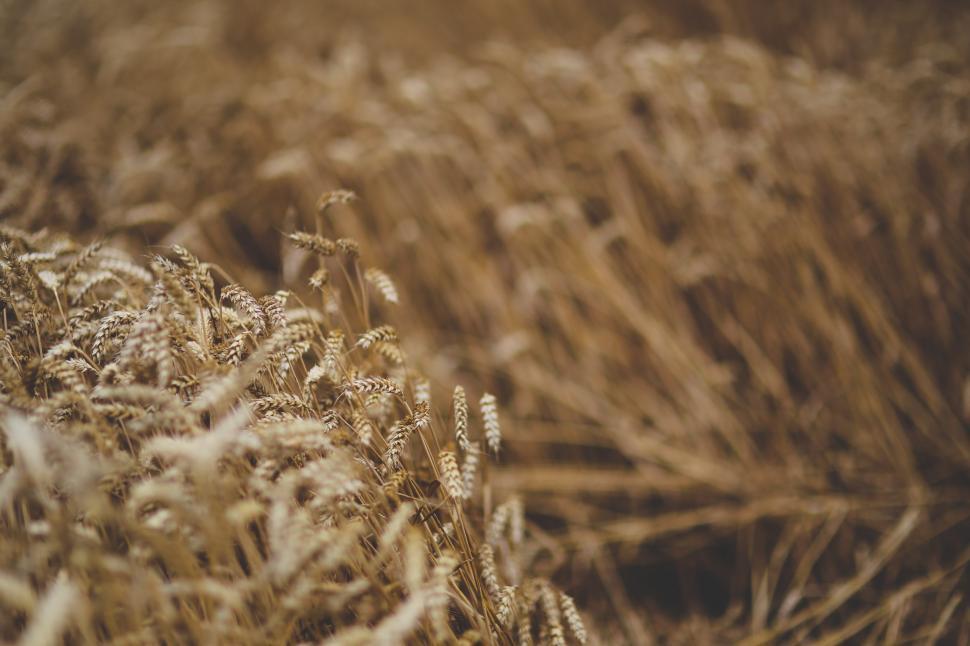 Free Image of Close Up of a Field of Grass 