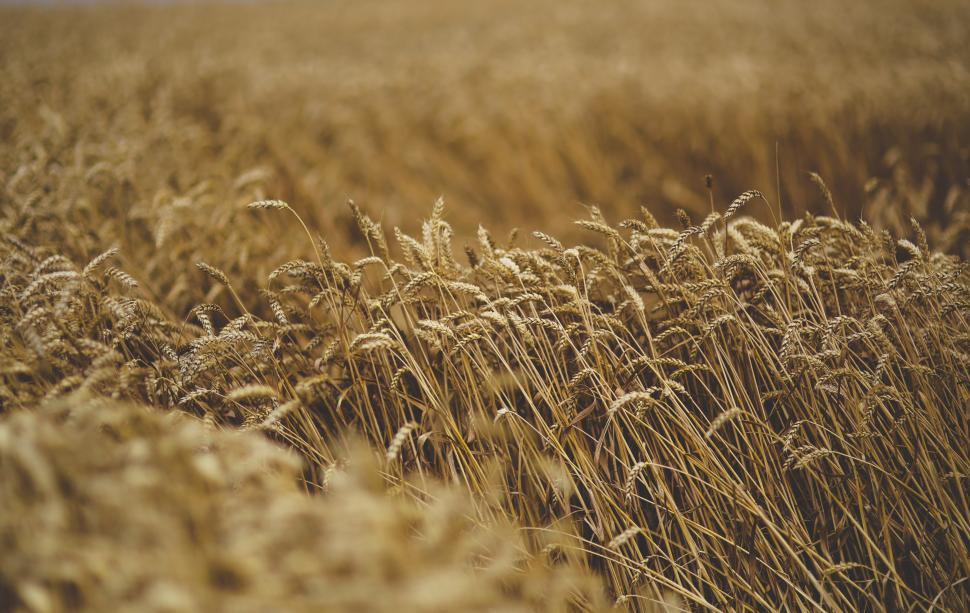 Free Image of Tall Grass Field Under Sky 