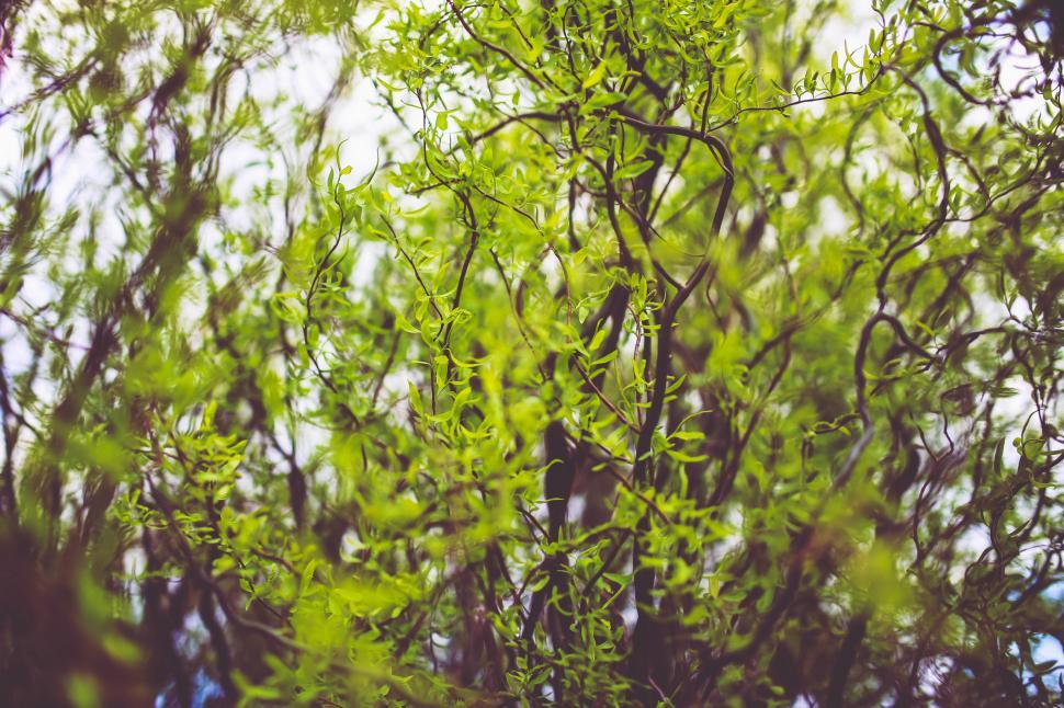 Free Image of Bird Perched on Tree Branch 