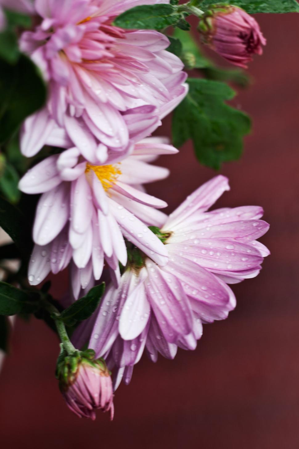 Free Image of Vase of Pink Flowers on Wooden Table 