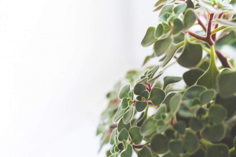 Free Image of Close Up of a Plant With Green Leaves 