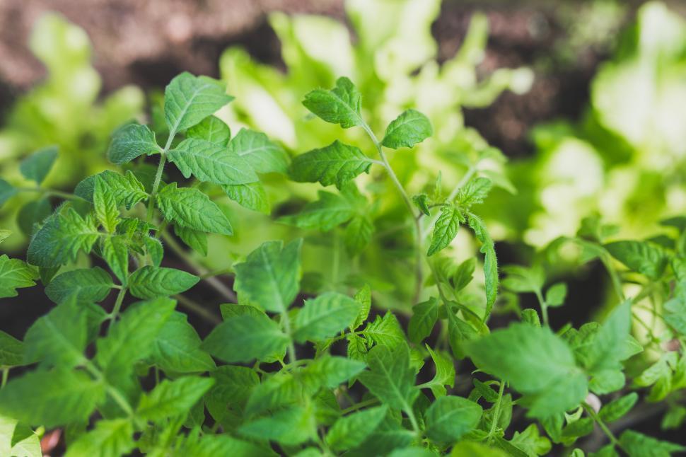 Free Image of Close Up of a Plant With Green Leaves 
