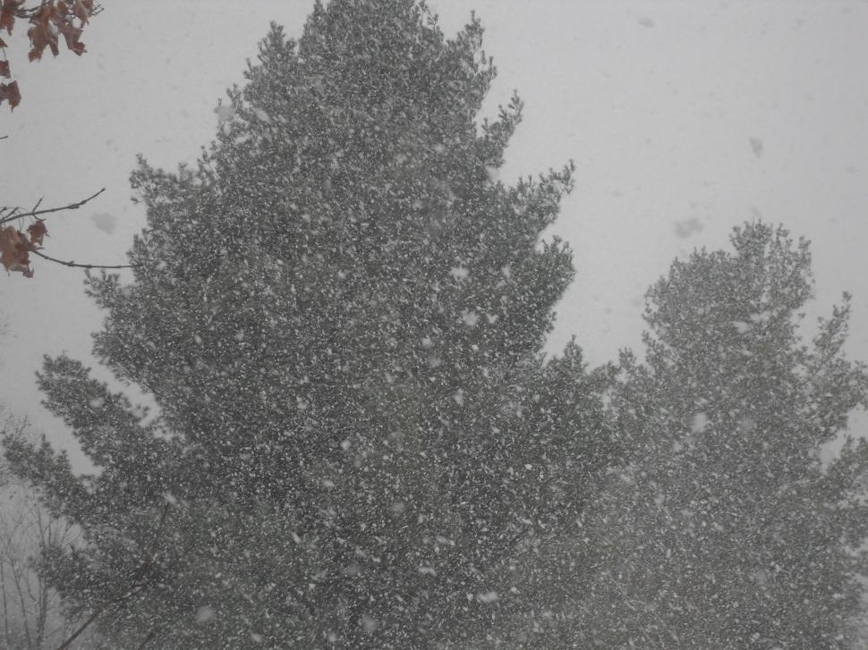 Free Image of First Snow 