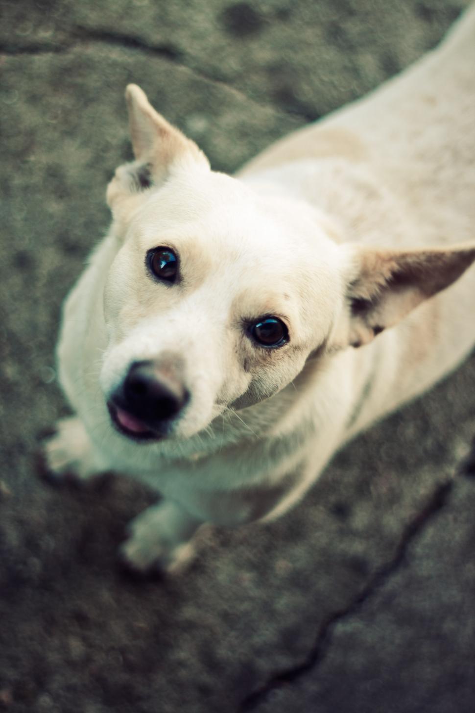 Free Image of White Dog Standing on Top of Sidewalk 