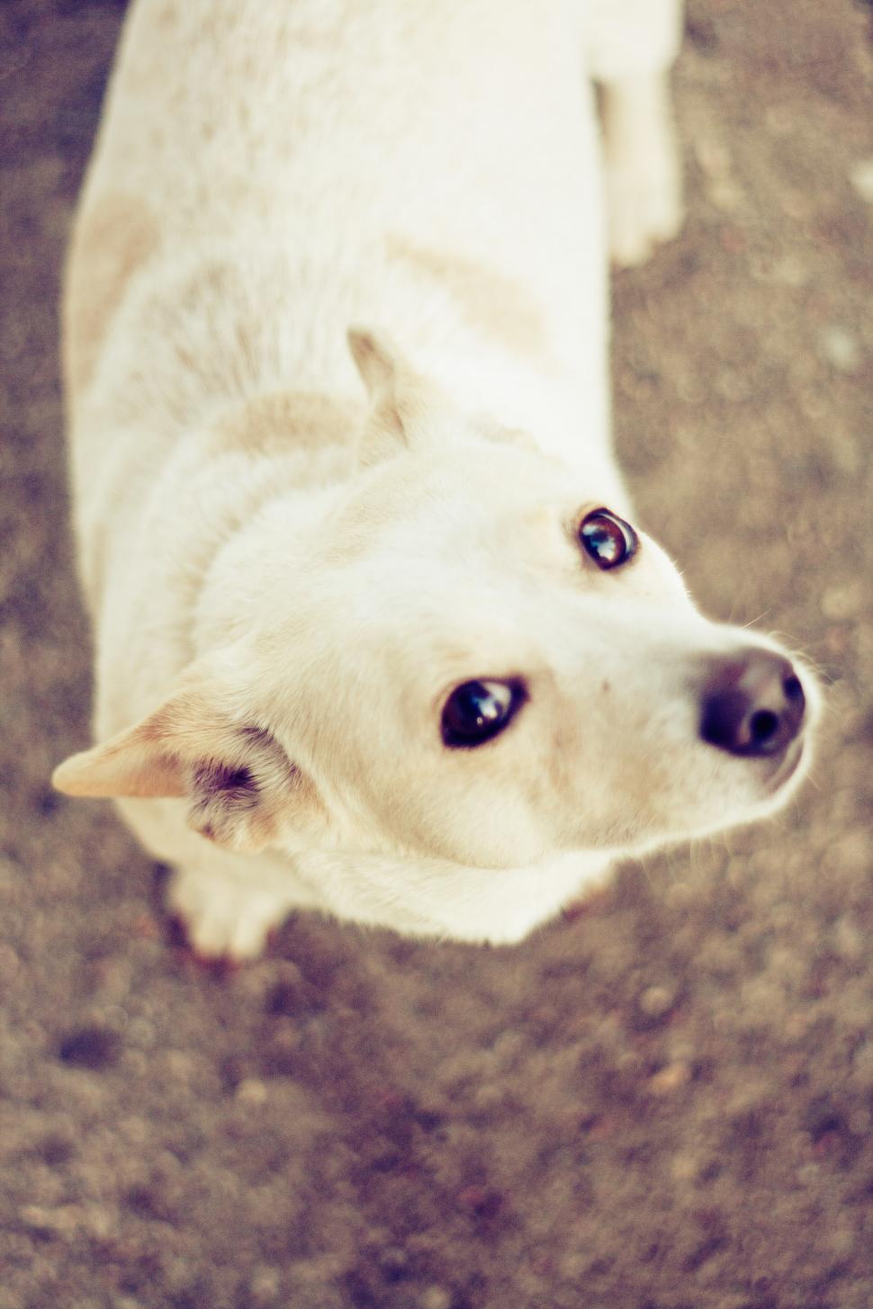 Free Image of White Dog Looking Up at Camera 