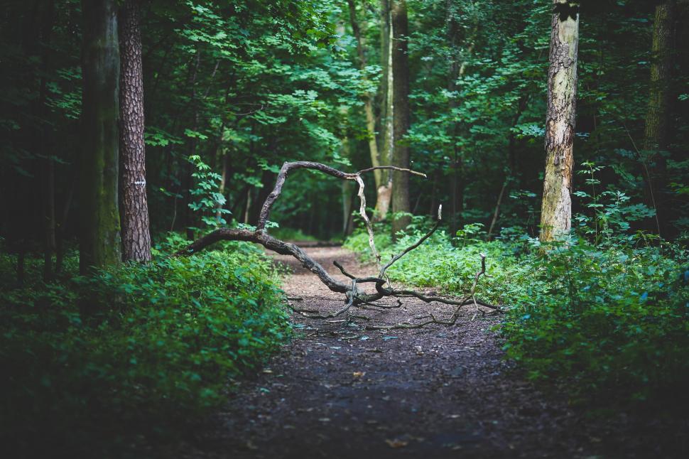 Free Image of Fallen Tree Blocking Path in Forest 