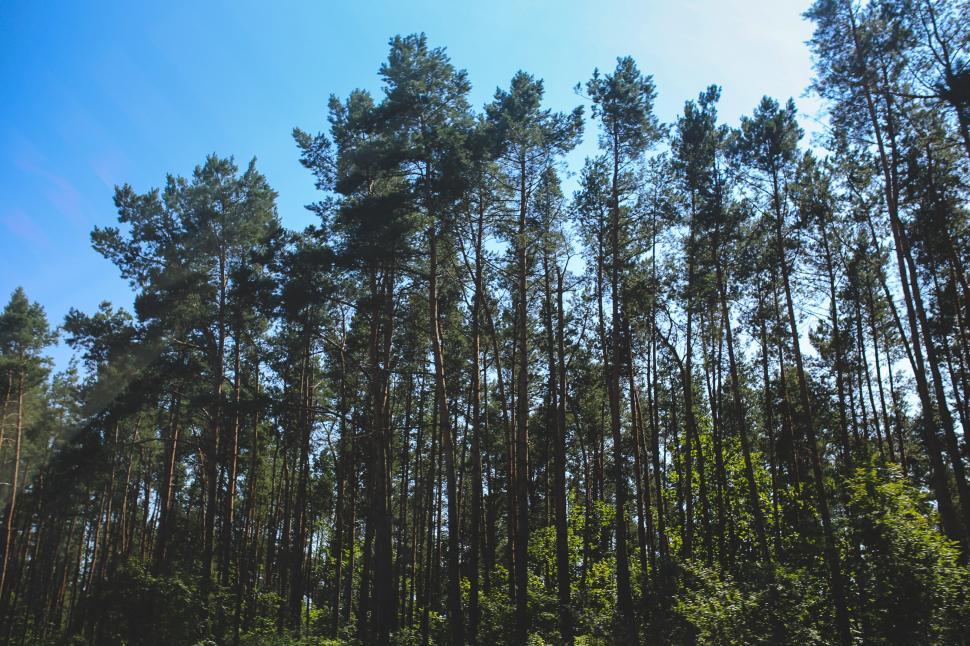 Free Image of Towering Trees in Lush Forest 