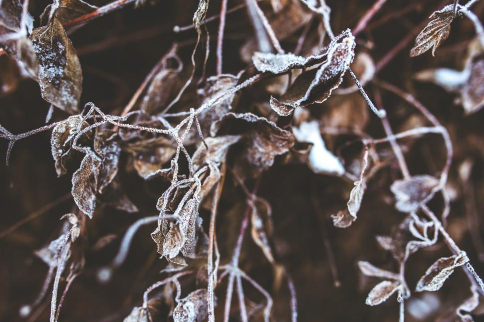 Free Image of Frosty Plant Close-Up 
