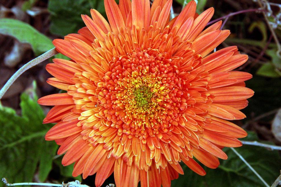 Free Image of Gerbera Daisy 