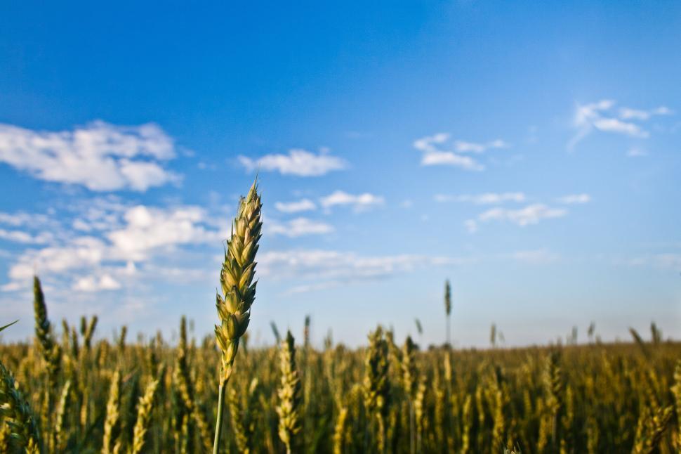 Free Image of Wheat Field Under Blue Sky With Clouds 