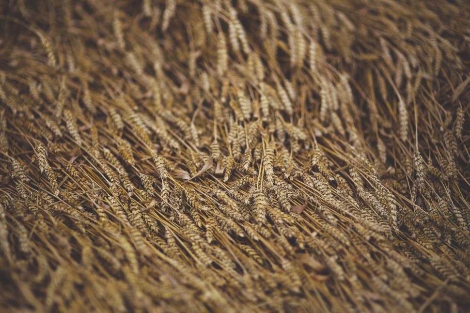 Free Image of Close Up View of Brown Grass 