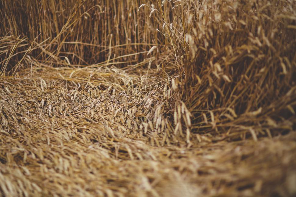 Free Image of Large Pile of Hay in Field 