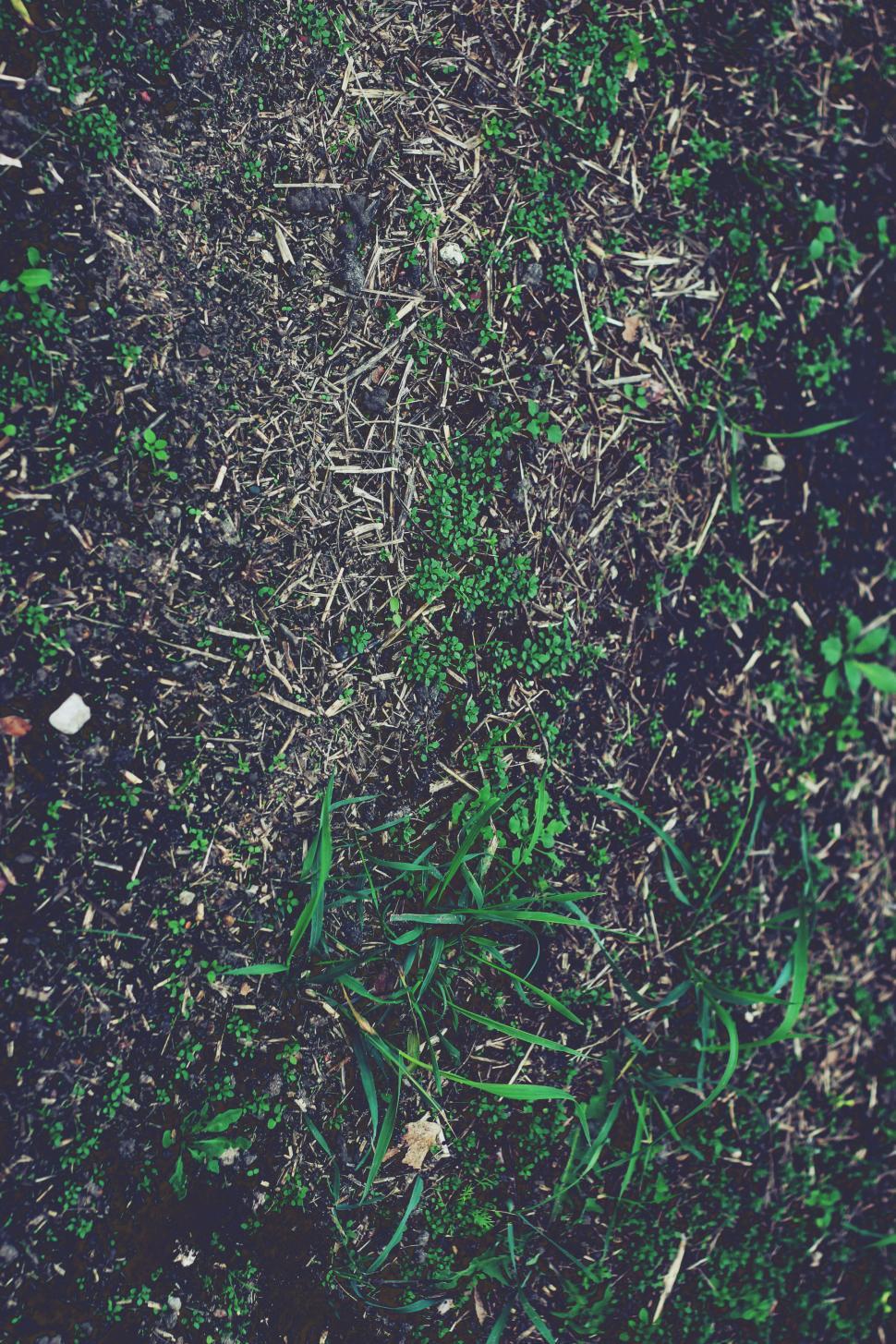Free Image of Teddy Bear Lying in Grass 