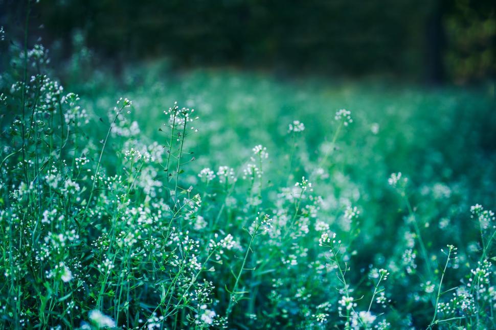 Free Image of Field of Green Grass With White Flowers 