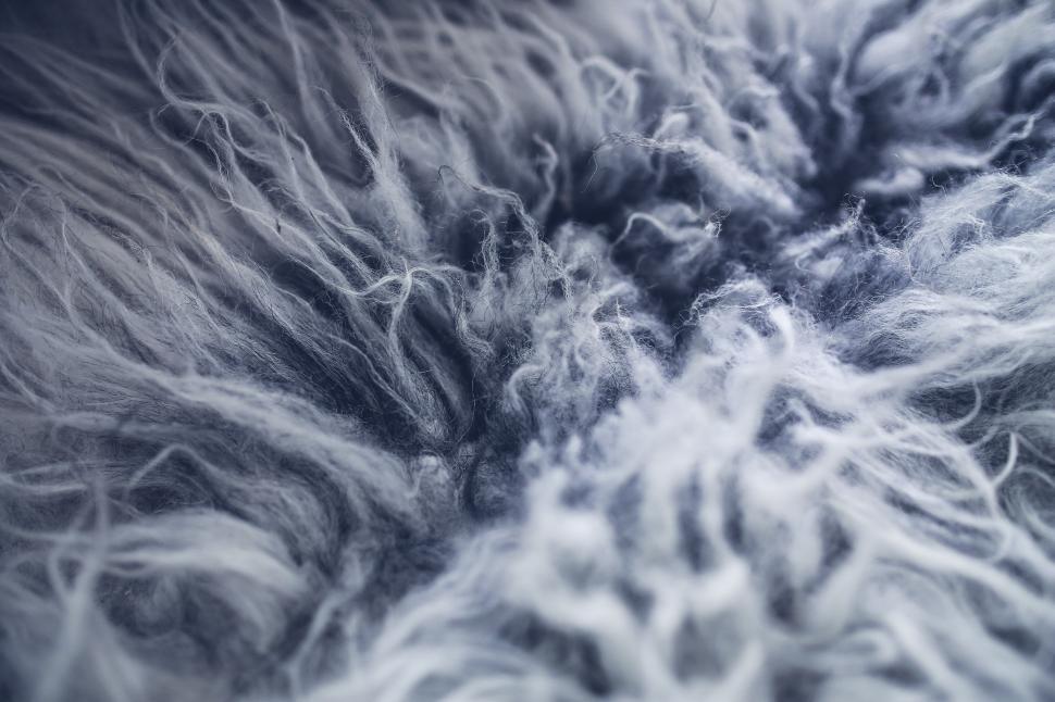 Free Image of Furry Animal in Black and White 
