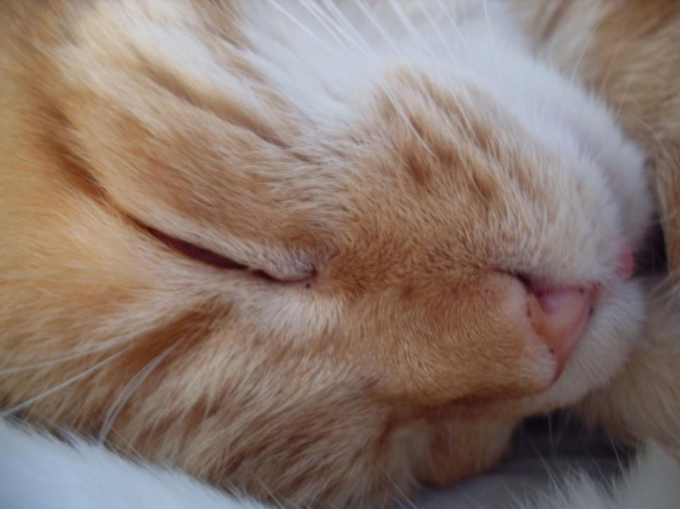 Free Image of Sleepy cat 