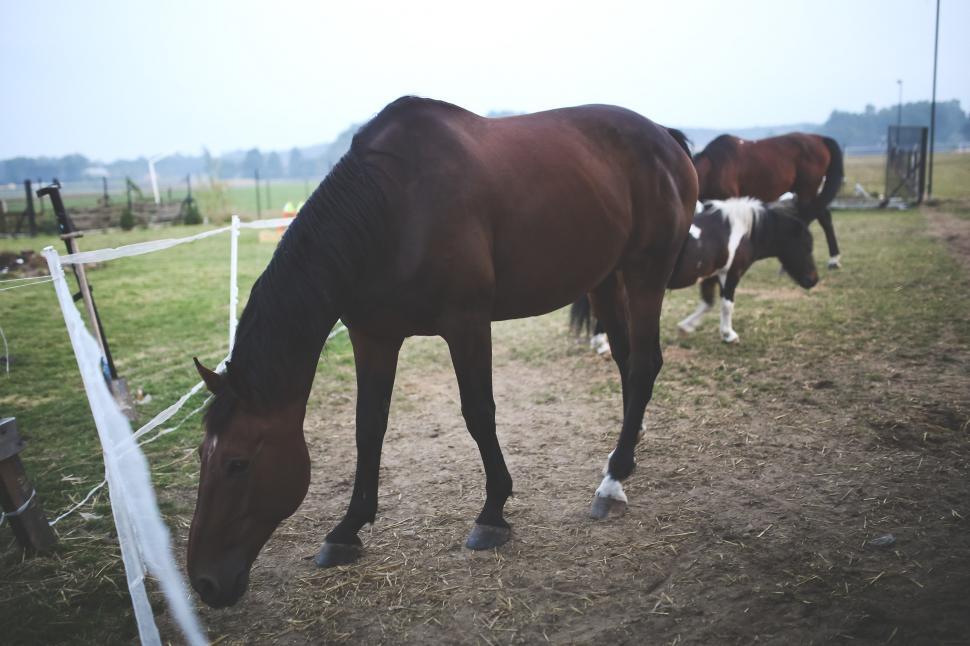 Free Image of Two Horses Standing in Dirt 