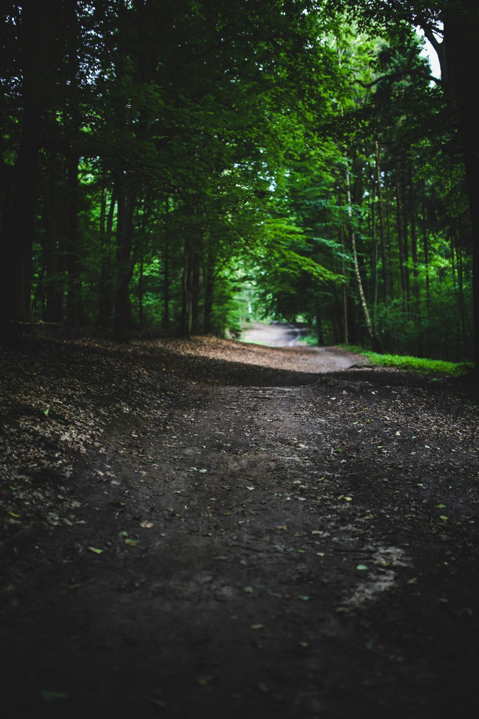 Free Image of Dirt Road Cutting Through Forest 