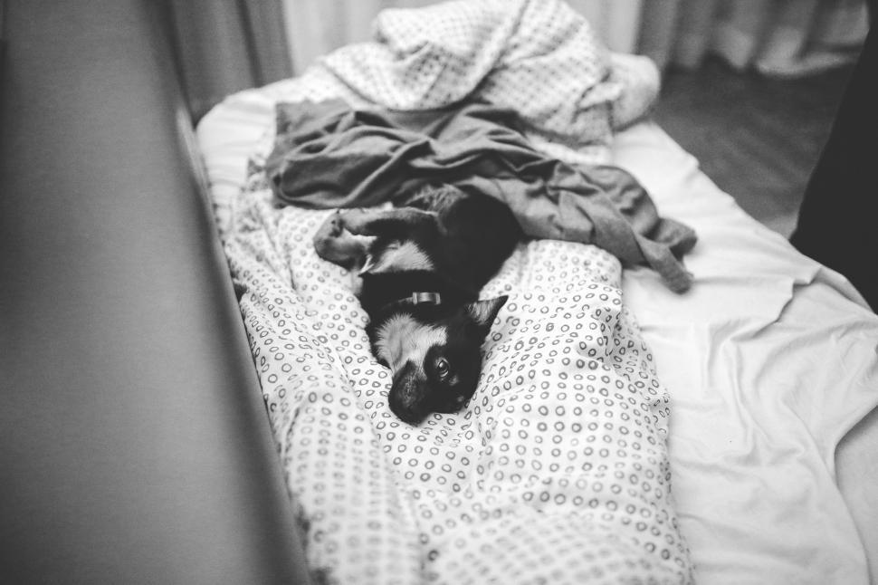 Free Image of Cat Laying on Bed 