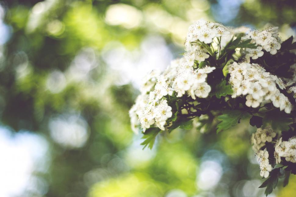 Free Image of Branch of Tree With White Flowers 
