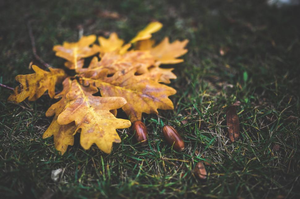 Free Image of Group of Yellow Leaves on Green Field 