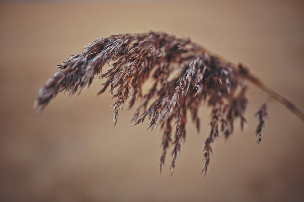 Free Image of Close Up of Plant With Blurry Background 